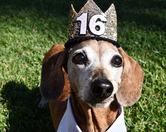 Dog Birthday Crown Hat || Animal Party Hat || Cat Kitty Puppy Pig Birthday Crown Hat || Add Any Number