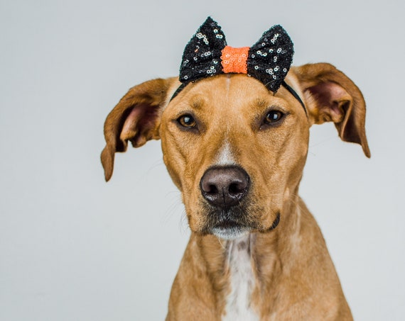 Halloween Bowtie For Dog || Bowtie for Kitty || Autumn Fall || Pet Bow Tie || Cat Costume