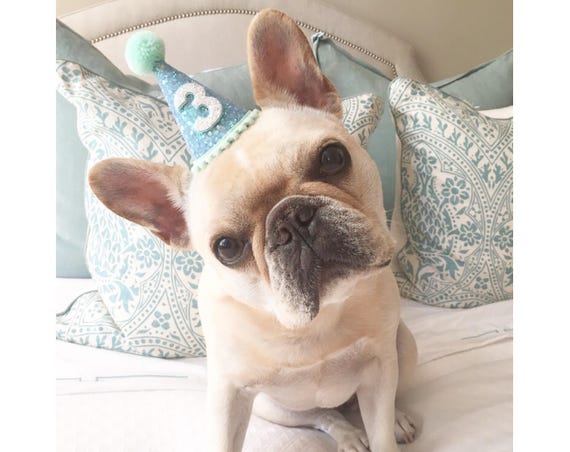 Dog || Dog Crown || Party Hat || Dog Hat || Animal Hat || Birthday Hat || Pet Birthday || Cat Kitty Dog Puppy Pig Birthday || Dog Collar