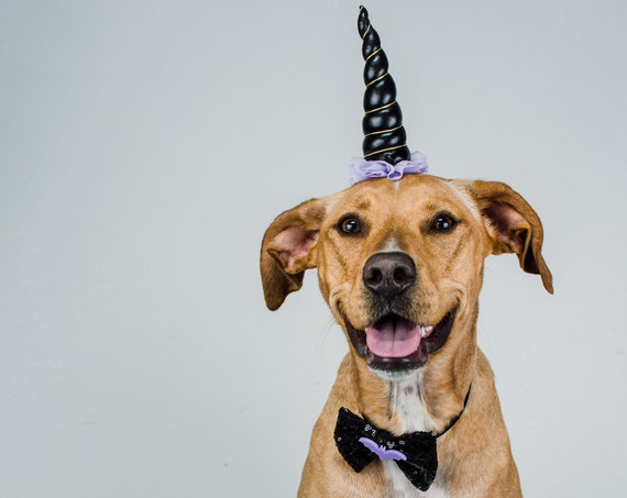 Halloween Unicorn Costume + Bowtie For Dog || Bowtie for Kitty || Autumn Fall || Pet Bow Tie || Cat Costume