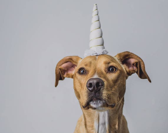 Unicorn Headband || Dog Unicorn Costume || Dog Unicorn || Unicorn Dog