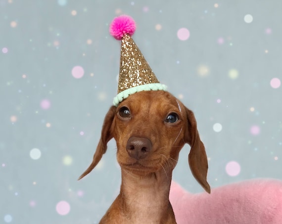 Dog Birthday || Dog Costume || Dog Birthday Hat || Dog Party Hat || Dog Birthday Party || Dog Clothes || Dog Crown