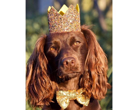 Dog Hat and Bow || Dog Birthday Party || Dog Birthday Crown || Dog Costume || Pet Party || Dalmation