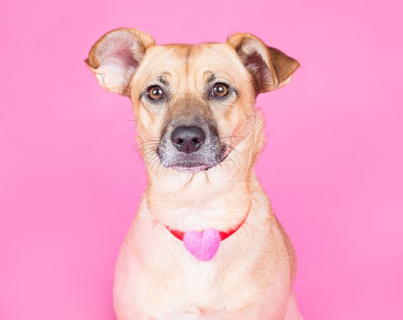 Dog Heart Collar || Animal Collar || Dog Tag || Dog Necklace || Heart Necklace || Pink Heart