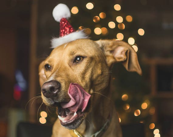 Dog Santa Hat Cat Santa Hat Christmas Pup Dog Costume