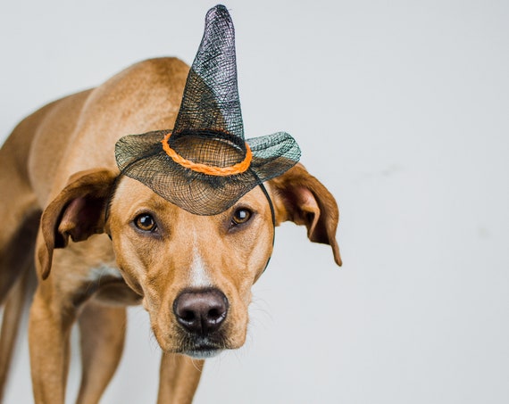 Dog Witch Hat || Animal Witch Wizard Hat || Dog Witch Costume || Dog Halloween Costume