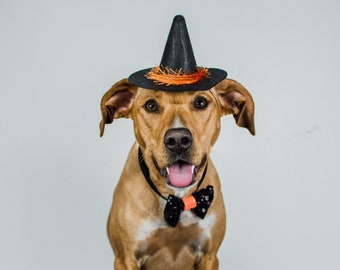 dog wizard hat