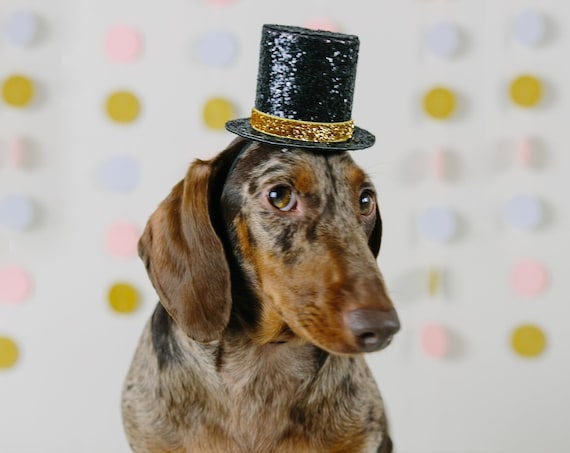 Dog Top Hat || Dog Gift || Pet Birthday Party Outfit || Pet Puppy Cat Kitten || Kitty Pig Birthday Crown |