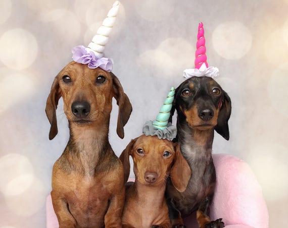 Mini Unicorn Headband for Dog || Pet Unicorn Costume || Dog Unicorn || Unicorn Dog