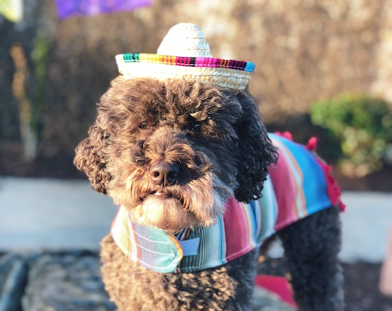 Sombrero || Mini Sombrero || Dog Hat || Straw Hat || Mini Sombrero || Fiesta Party || Fiesta Hat