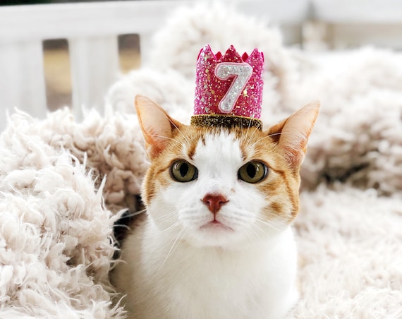 Birthday Crown || Cat Hat || Kitty Cat Birthday Crown || Crown || Animal Party || Pet Birthday Party Outfit || Cat Costume || Cat Toys
