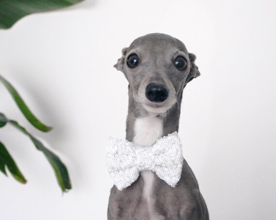 Bow Tie for a Dog || Dog Neck Tie || Cat Neck Tie || Bowtie for Kitty || Pet Bow Tie || Cat Costume