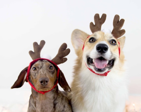Reindeer Antlers for Dogs || Dog Reindeer || Christmas Hat for Dogs || Animal Hat || Dog hat || Holiday Accessory