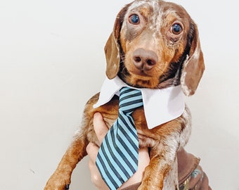 large dog neck tie
