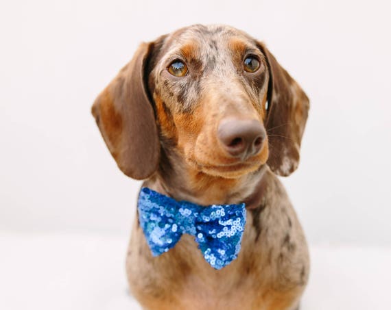 Dog Bow Tie || Dog Costume || Cat Neck Tie || Bowtie for Kitty || Pet Bow Tie || Cat Costume
