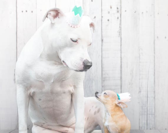 Pet Birthday Hat || Animal Birthday Hat || Dog Party Hat || Dog Crown || Dog Birthday Crown || Pet Party Hat