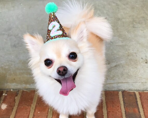 Hats for Cats And Dogs || Cat Dog Birthday Hat || Pet Party Hat ||Pet Party Accessory || Animal Birthday Party || Busters Party Shop