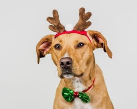 Reindeer Costume For Dogs || Dog Reindeer || Christmas Hat for Dogs || Animal Hat || Dog hat || Holiday Accessory