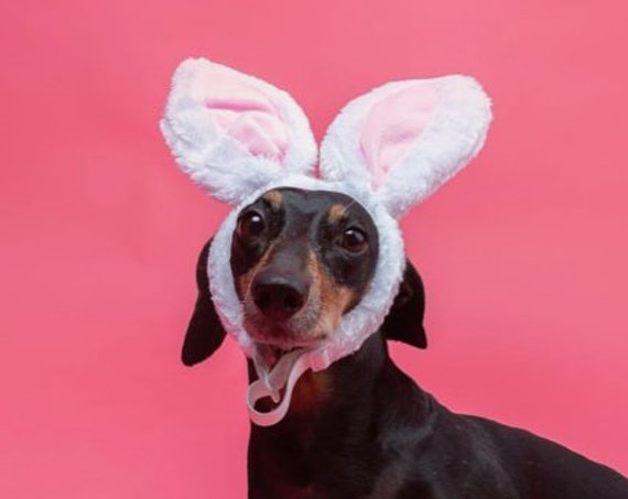 Dog Bunny Costume || Dog Bunny Ears || Animal Rabbit Ears || Bunny Ears for Dogs || Rabbit Ears || Bunny Costume for Dogs ||