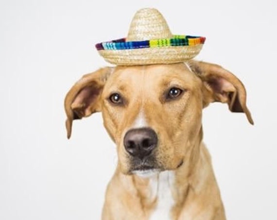 Dog Sombrero || Mini Sombrero || Dog Hat || Straw Hat || Mini Sombrero || Fiesta Party || Fiesta Hat