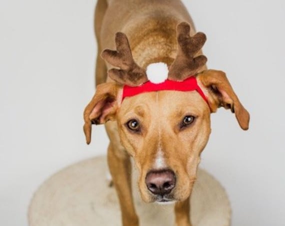 Reindeer Antlers for Dogs || Dog Reindeer || Christmas Hat for Dogs || Animal Hat || Dog hat || Holiday Accessory