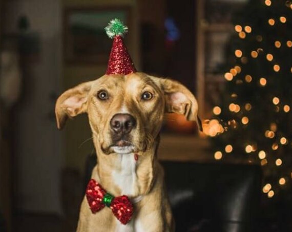 Santa Hat and Bow Tie || Dog Christmas Outfit Costume || Animal Pet Holiday Outfit