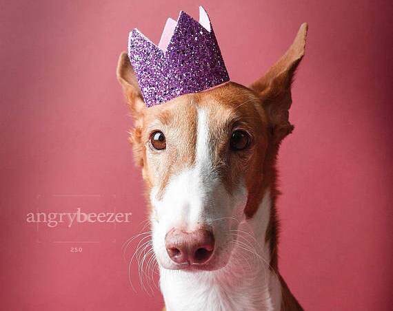 Dog Birthday Party || Dog Birthday Crown || Dog Costume || Pet Party || Dalmation