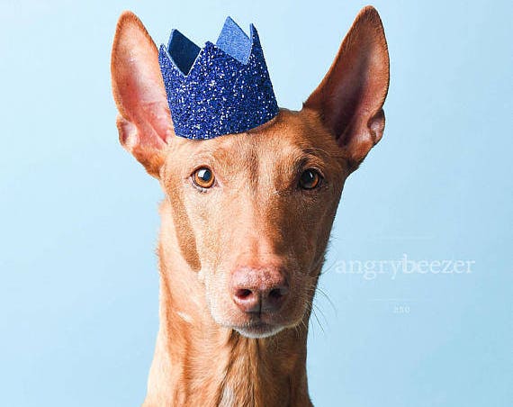 Dog Birthday Hat || Dog Birthday Party || Dog Birthday Crown || Dog Costume || Pet Party || Dalmation