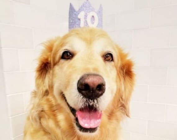 Dog Birthday Hat || Animal Party Hat || Pet Clothes || Cat Kitty Puppy Pig Birthday Crown Hat || Add Any Number