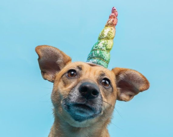 Dog Unicorn Headband || Rainbow Unicorn Headband for Dog || Dog Unicorn Costume || Dog Unicorn || Unicorn Dog