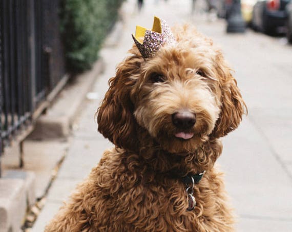 Birthday Hat || Dog Birthday Hat || Cat Kitty Puppy Pig Birthday Hat || Pet Birthday Crown || Dog Clothes