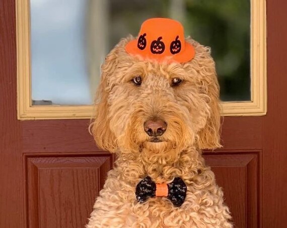 Pumpkin Halloween Costume for Dogs || Halloween Top Hat || Halloween Costume for Dogs || Busters Party Shop