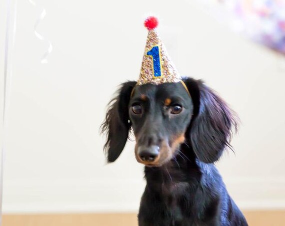 Dog Costume || Dog Birthday || Dog Costume || Dog Birthday Hat || Dog Lover Gift || Dog Clothes || Dog Tag