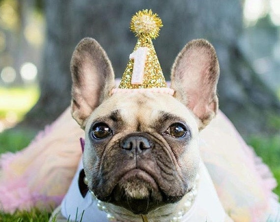 Dog Party Hat || Animal Birthday Party Hat || Pet Cat Kitty Dog Puppy Pig Birthday Party || Gold Glitter