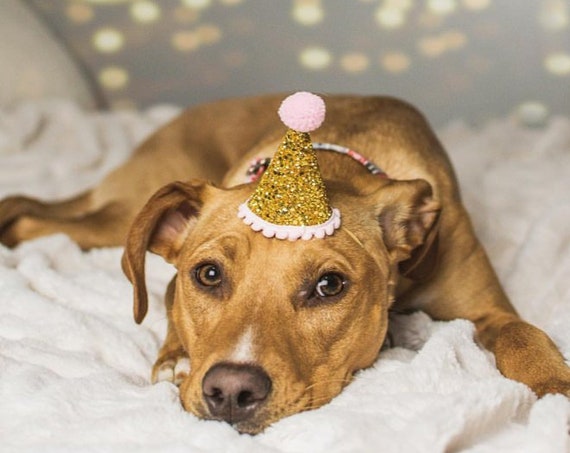 Birthday Party Hat Dog || Animal Party Hat || Pet Accessory || Bunny Costume