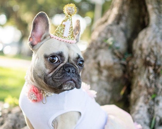 Pet Party Decor || Dog Birthday Hat || Dog Birthday || Dog Party Hat || Pet Cat Kitty Puppy Birthday Party Hat || Dog Clothes || Dog Costume