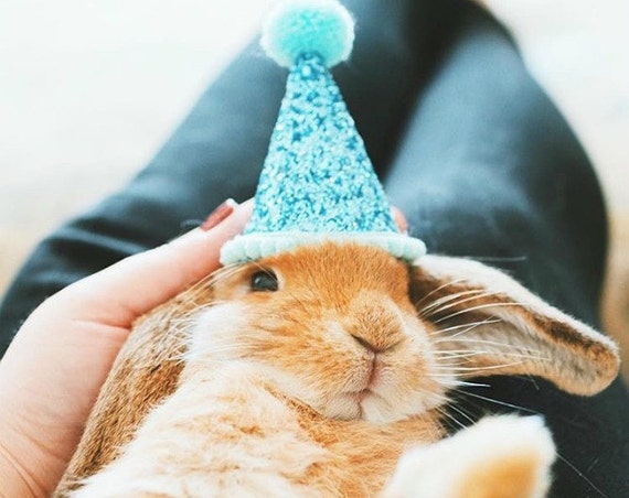 Party Hat || Animal Birthday Party || Pig Cat Kitty Dog Puppy Party Hat || Photo Prop || Sky Blue + Aqua