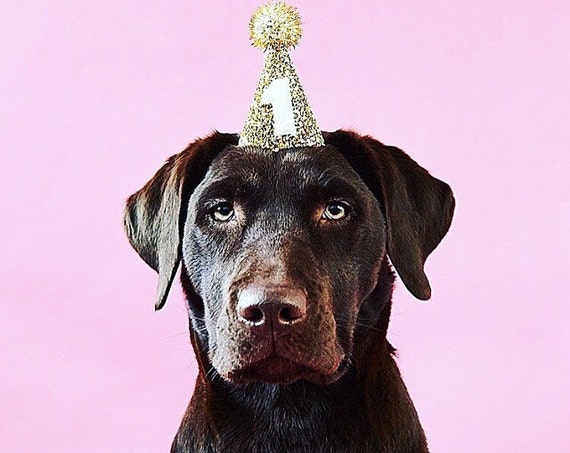 Dog Birthday Party Hat Animal Accessory Handmade Puppy Love
