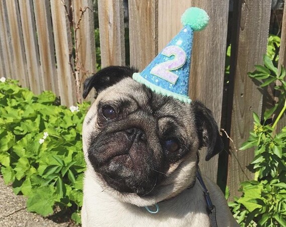 Dog Party Hat || Dog Hat || Animal Hat || Birthday Hat || Pet Birthday || Cat Kitty Dog Puppy Pig Birthday || Dog Collar