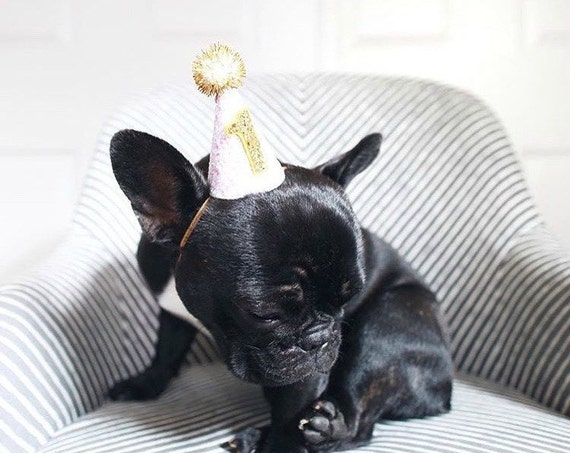 Dog Party Hat || Pet Birthday || Dog Birthday || Dog Birthday Costume || Cat Kitty Dog Pig Birthday Hat