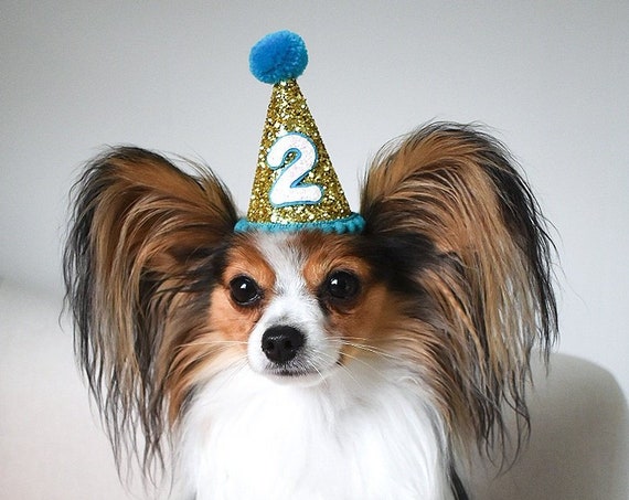 Dog Birthday Party Outfit || Animal Birthday Hat || Pet Birthday Hat || Dog Clothes || Dog Birthday Hat || Dog Costume