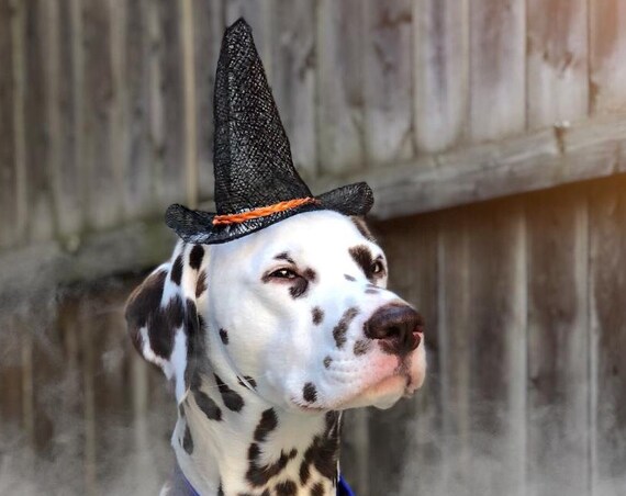 Dog Witch Hat || Animal Witch Wizard Hat || Dog Witch Costume || Dog Halloween Costume