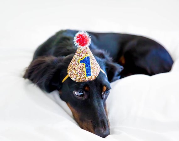 Dog Lover Gift || Dog Clothes || Dog Birthday || Dog Hat || Dog Party
