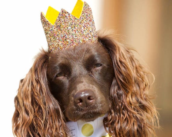 Pet Birthday Hat || Dog Birthday Hat || Cat Kitty Puppy Pig Birthday Hat || Pet Birthday Crown || Dog Clothes