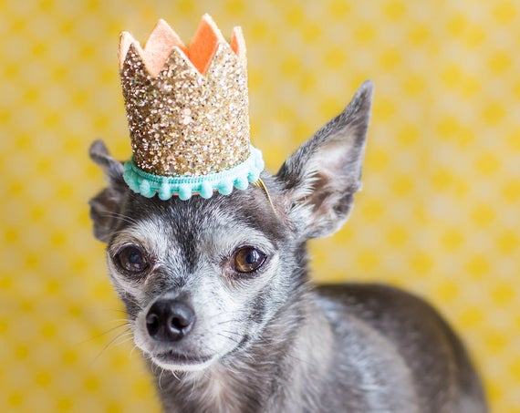 Mini Birthday Crown || Animal Birthday Hat || Dog Hat || Dog Crown || Dog Birthday Crown || Dog Birthday Hat || Pet Birthday