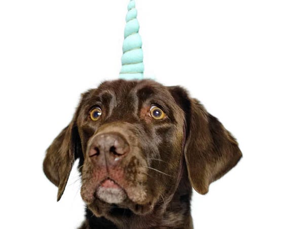 Dog Unicorn Headband || Unicorn Headband for Dog || Dog Unicorn Costume || Dog Unicorn || Unicorn Dog