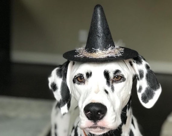 Dog Witch Hat || Animal Witch Wizard Hat || Dog Witch Costume || Dog Halloween Costume