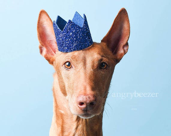 Pet Birthday Party || Animal Party Hat || Cat Kitty Puppy Pig Birthday Crown Hat || Pet Birthday Crown || Pet Portrait