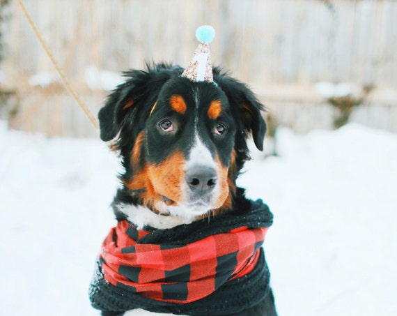 Dog Party Hat || Birthday Party Hat || Animal Hat || Dog Crown || Pet Birthday || Busters Party Shop || Confetti + Mint