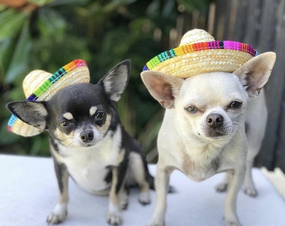 Sombrero || Mini Sombrero || Dog Hat || Straw Hat || Mini Sombrero || Fiesta Party || Fiesta Hat